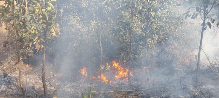 सूचना पाकर वन विभाग की टीम आग बुझाने मे कर रही कडी मशक्कत